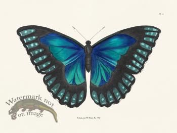 Nodder BF 05 New Color